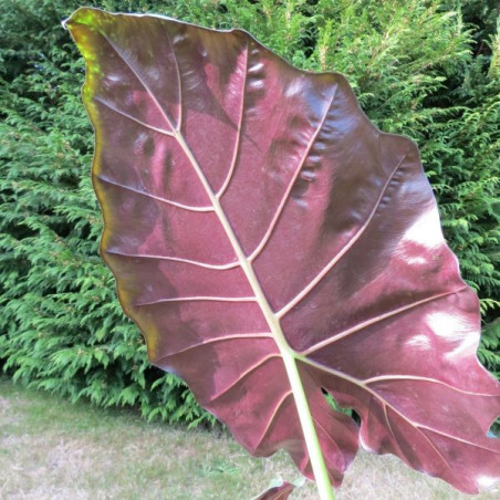 Alocasia Mayan mask