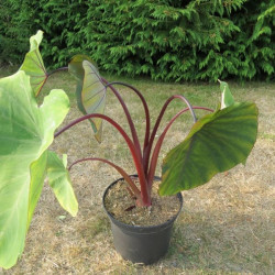 Colocasia madeira