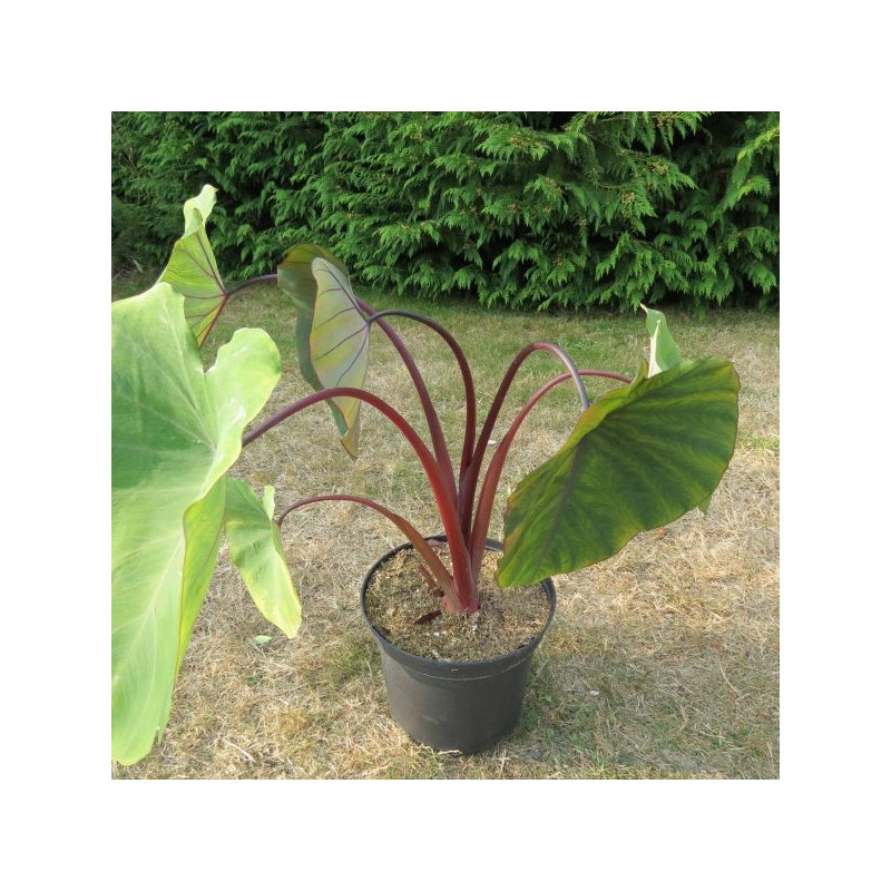 Colocasia madeira