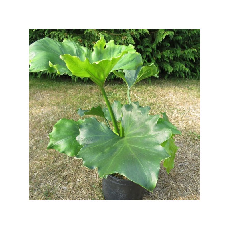 Philodendron Xanadu hope Philodendron Xanadu hope