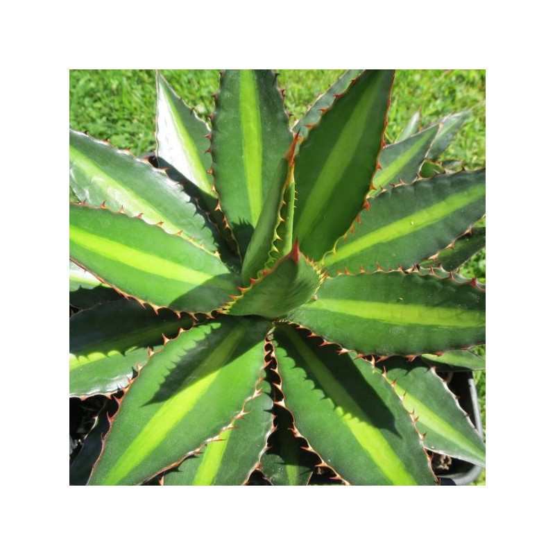 Agave lophanta splendida