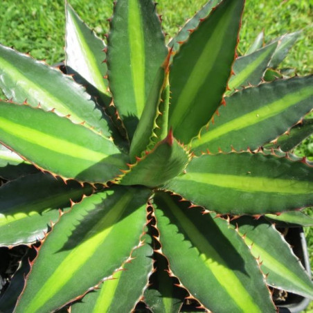 Agave lophanta splendida