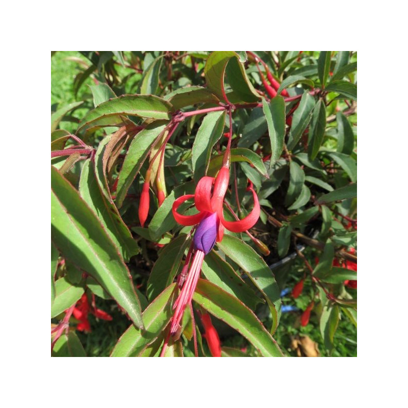 Fuchsia regia reitzii