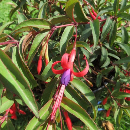 Fuchsia regia reitzii