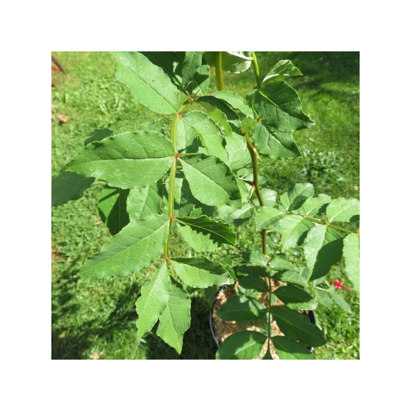 Zanthoxylum simulans