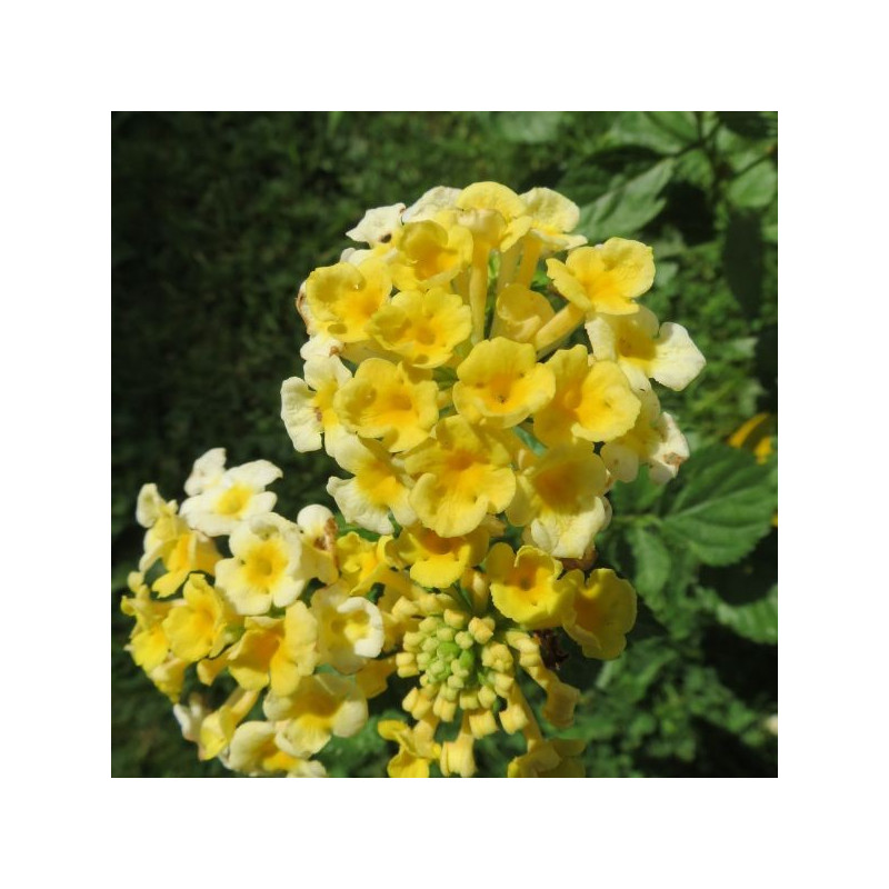 Lantana sunny side up