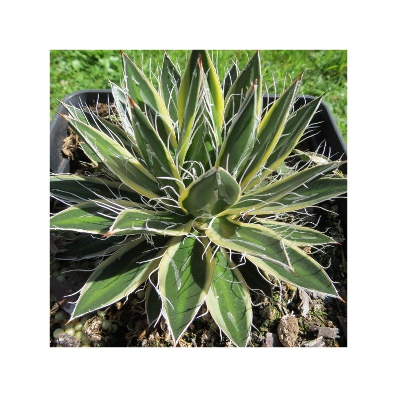 Agave shira ito no ohi