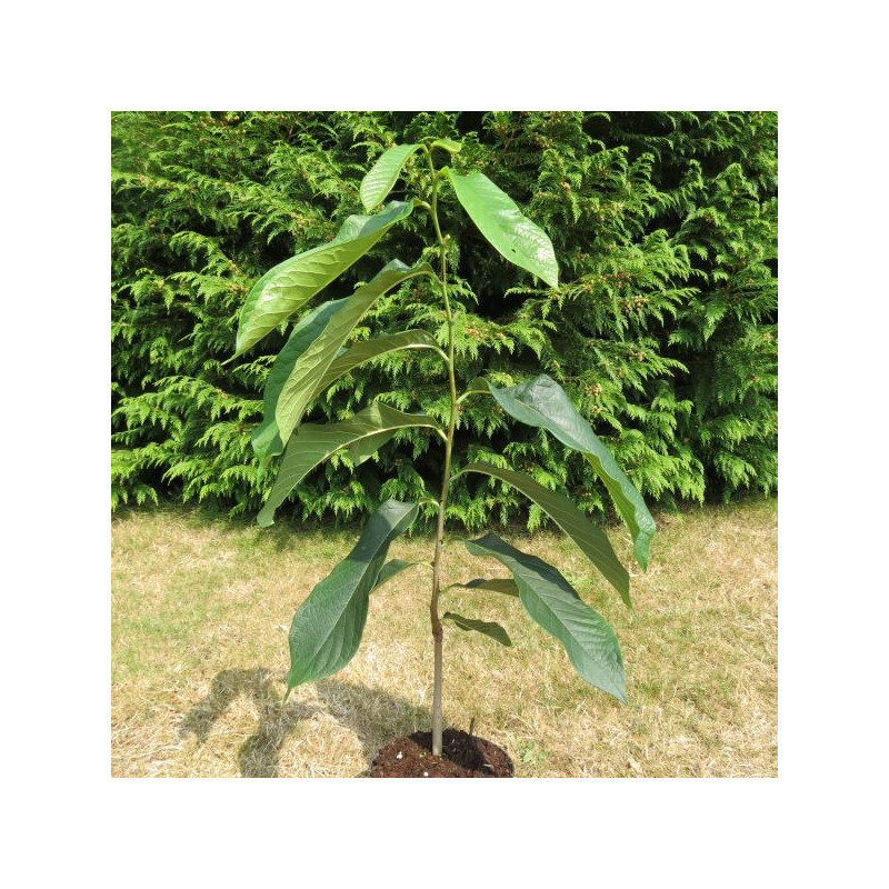 Asimina triloba prima Asimina triloba prima