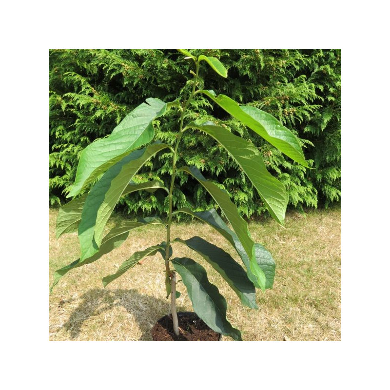 Asimina triloba sunflower