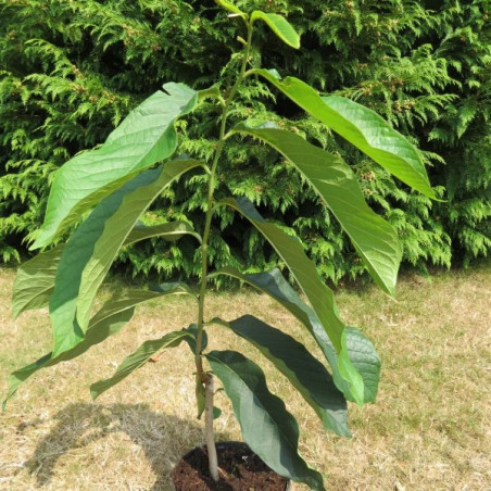 Asimina triloba sunflower