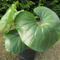 Farfugium japonicum giganteum 5 l