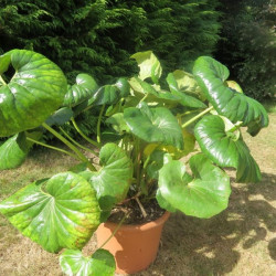 Farfugium japonicum giganteum 10 l