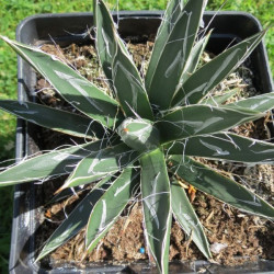 Agave toumeyana