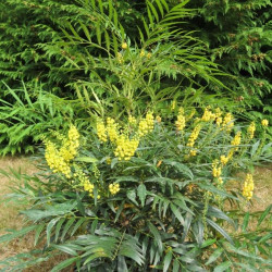 Mahonia confusa narihira