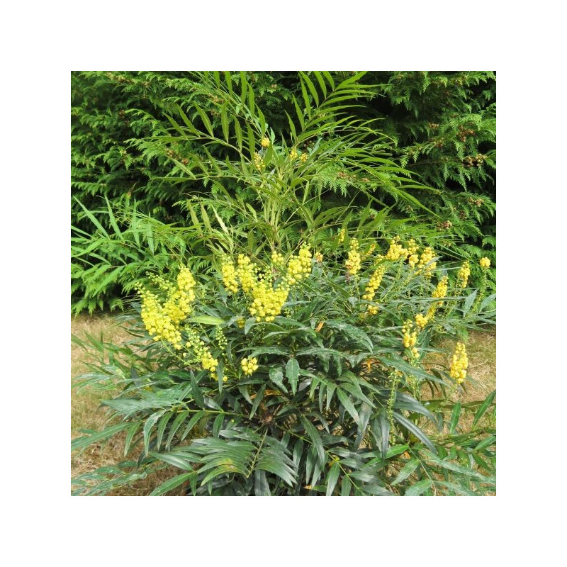 Mahonia confusa narihira