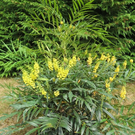 Mahonia confusa narihira