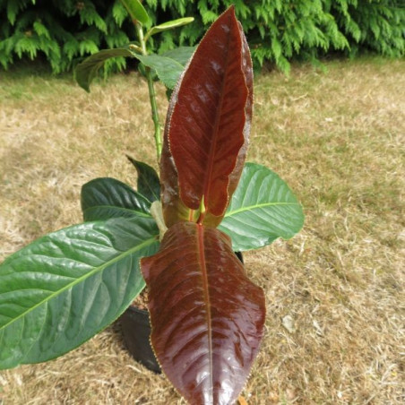 Camellia amplexicaulis