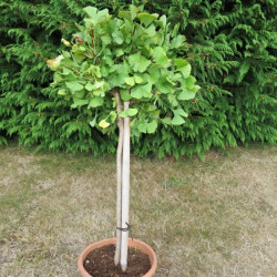 Ginkgo biloba Mariken 7 l