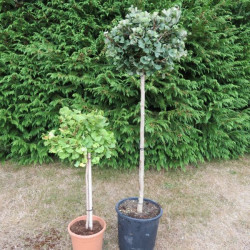 Ginkgo biloba Mariken 7 l et 18 l