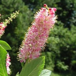 Clethra alnifolia pink spire