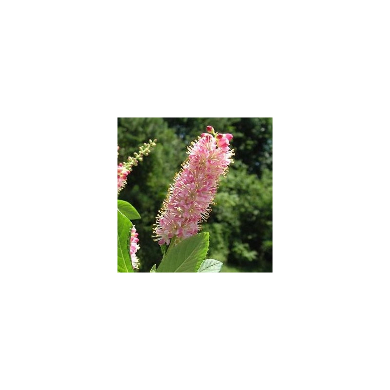 Clethra alnifolia pink spire