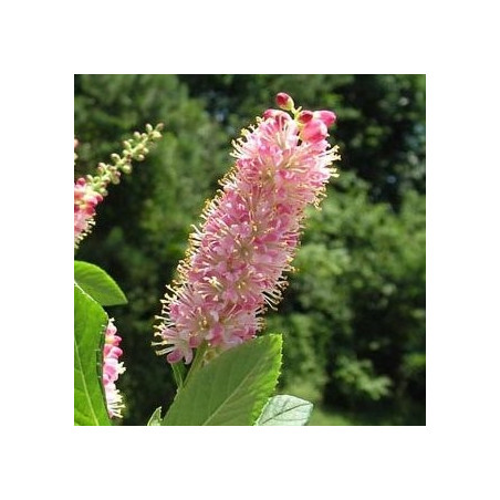 Clethra alnifolia pink spire