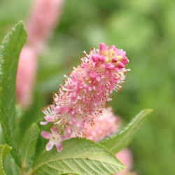 Clethra alnifolia pink spire