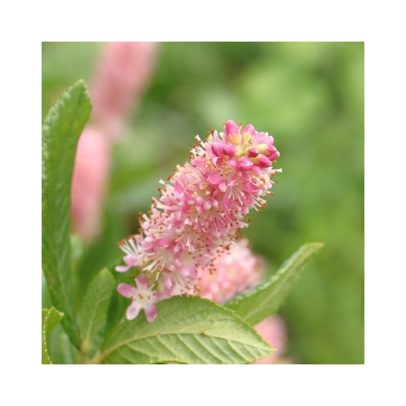 Clethra alnifolia ruby spice