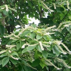 Clethra barbinervis