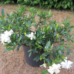 Gardenia perfumed petticoats®