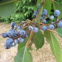 Daphniphyllum himalayense ssp macropodum