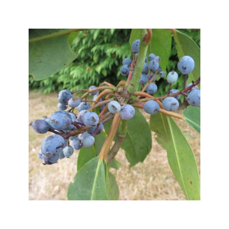 Daphniphyllum himalayense ssp macropodum