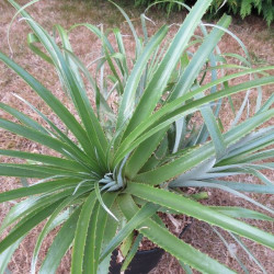 Puya dyckioides