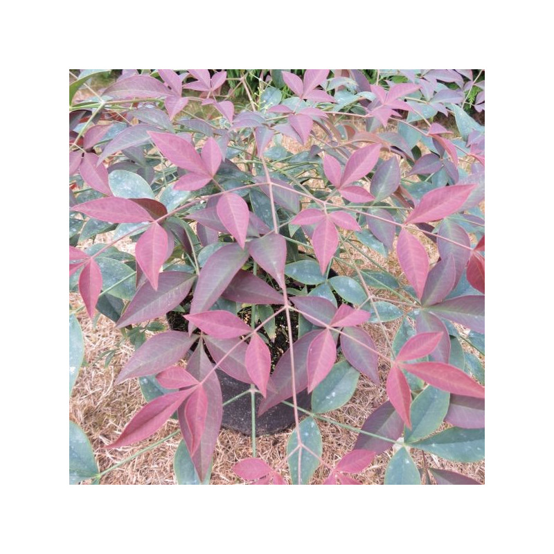 Nandina domestica flirt Murasaki®