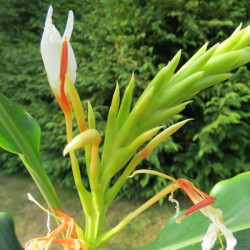 Hedychium speciosum