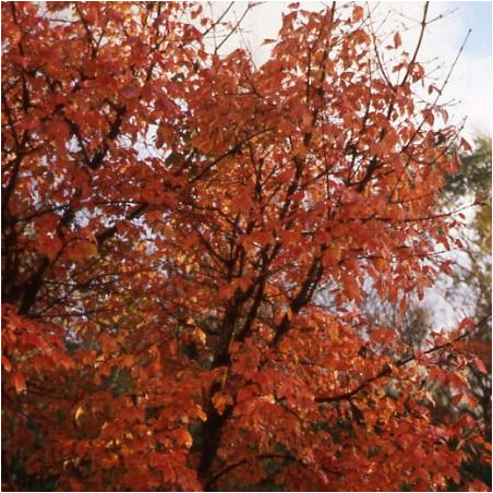 Acer griseum feuillage