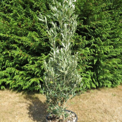 Olea cipressino 15 l