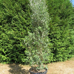 Olea cipressino 40 l