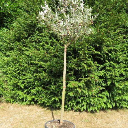 bertopf 40 Cm Durchmesser Olivenbaum Leccino  7 Jahre Alt, Bis 200 Cm  Hoch  Obstpflanze Im 35-cm-Topf Olivenbaum Leccino 7 Jahre Alt