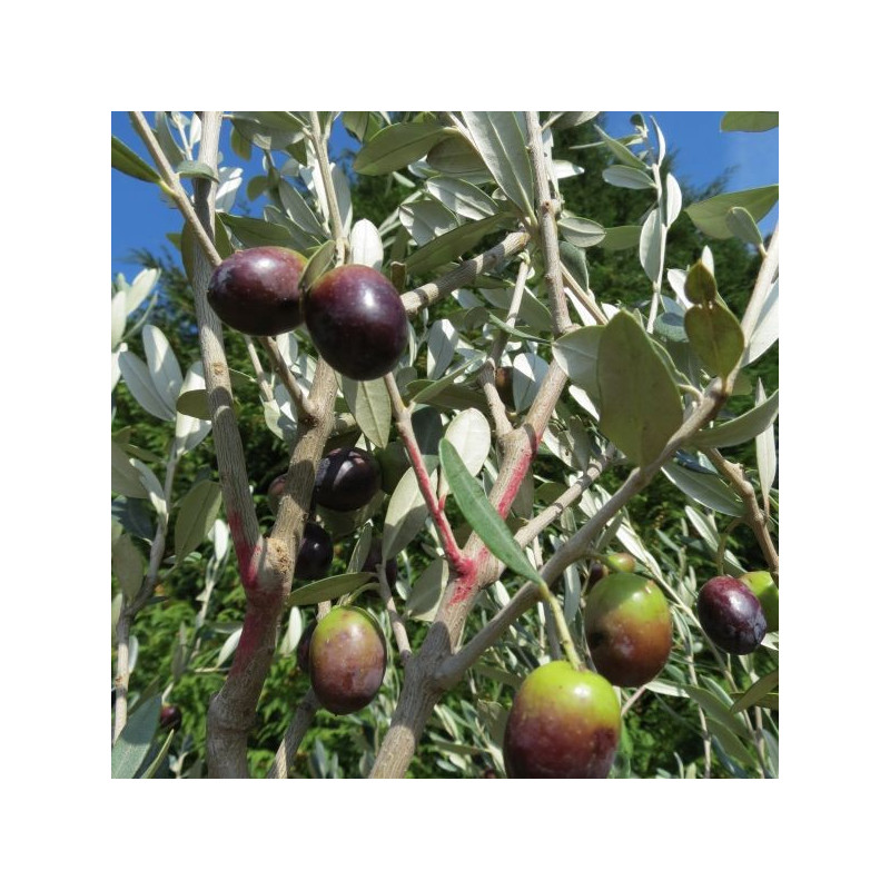 Olea leccino (olives)