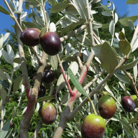 Olea leccino (olives)