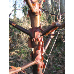 Acer griseum écorce