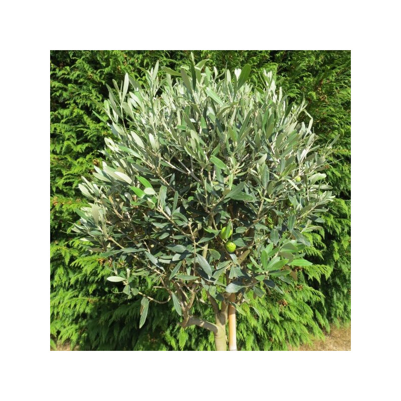 Olea leccino (forme boule)