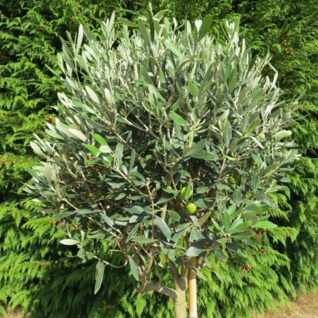 Olea leccino (forme boule)