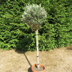 Olea leccino (forme boule)