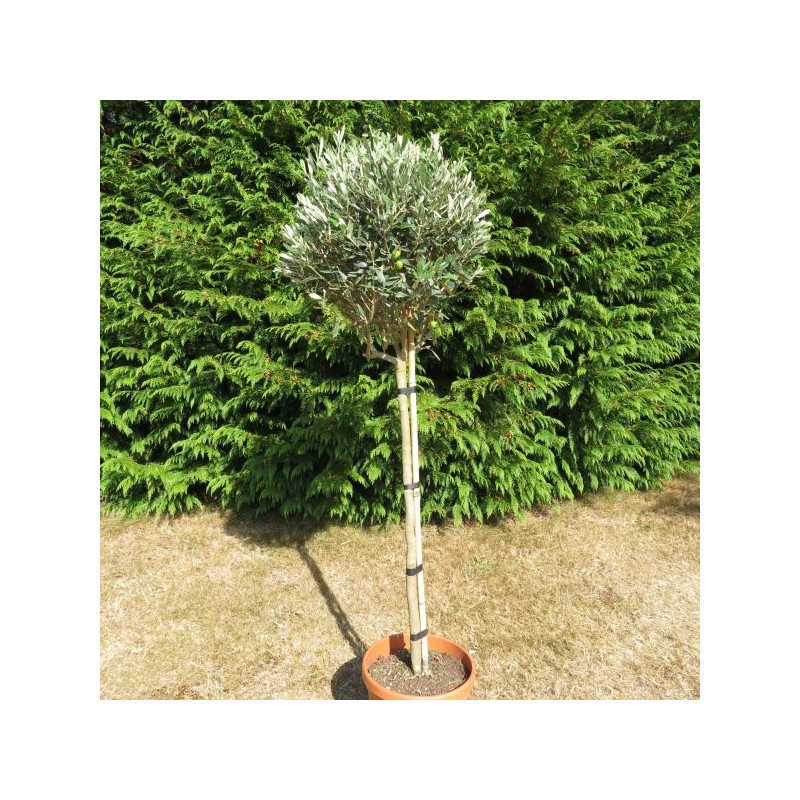 Olivenbaum Leccino – 7 Jahre Alt, Stammumfang 16 Cm, Bis 200 Cm Hoch, Im 35-cm-Topf, Aus Italien