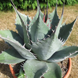Agave parryi huachucensis