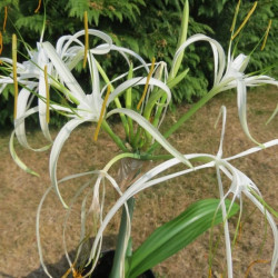 Hymenocallis tropical giant