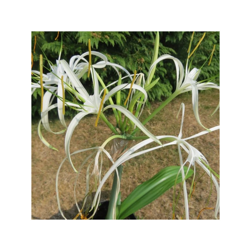 Hymenocallis tropical giant