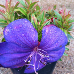 Tibouchina groovy baby®